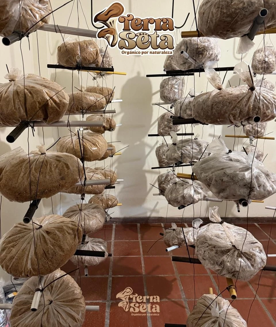 Cultivo de hongos en la granja Terra Seta en Cajicá
