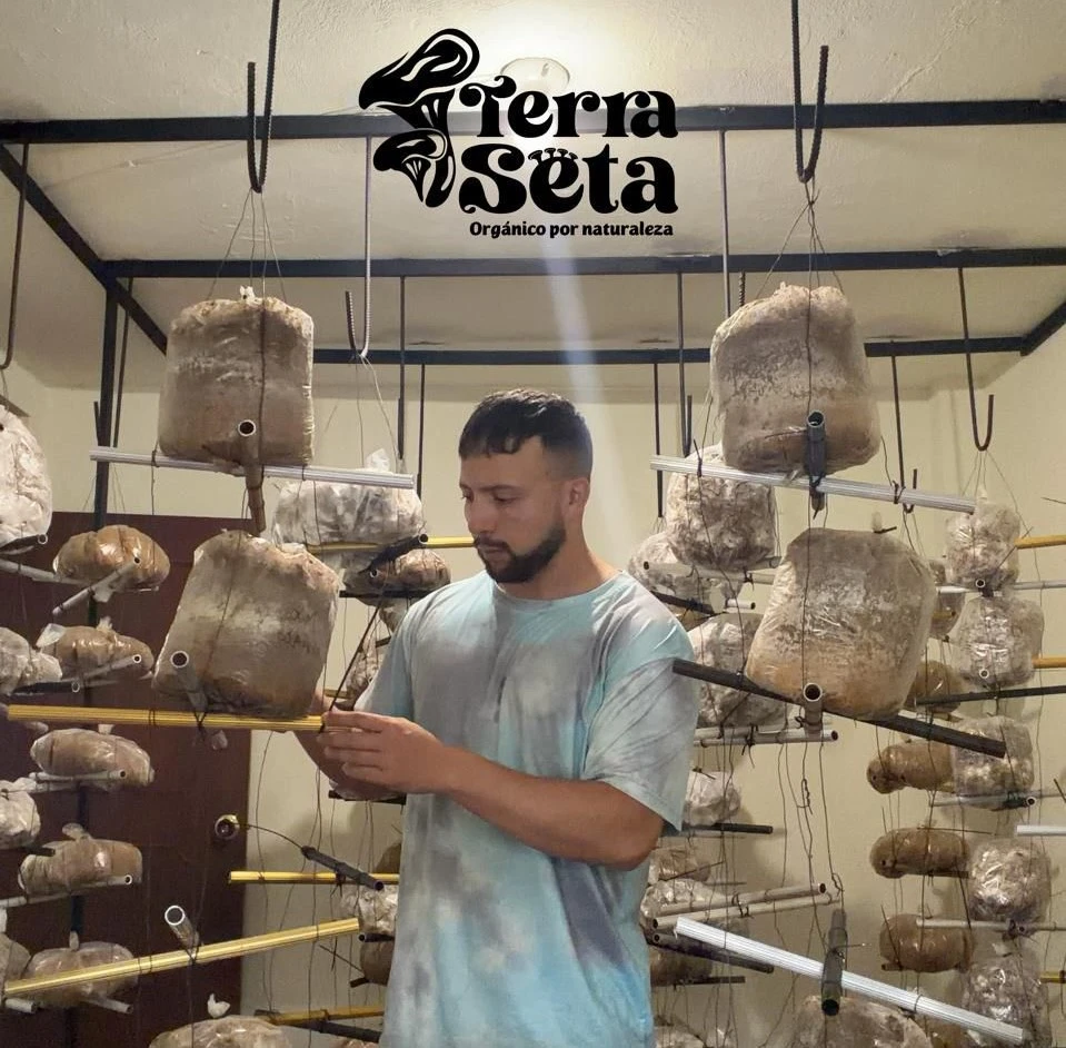 Cosecha fresca de hongos en Cajicá, Cundinamarca